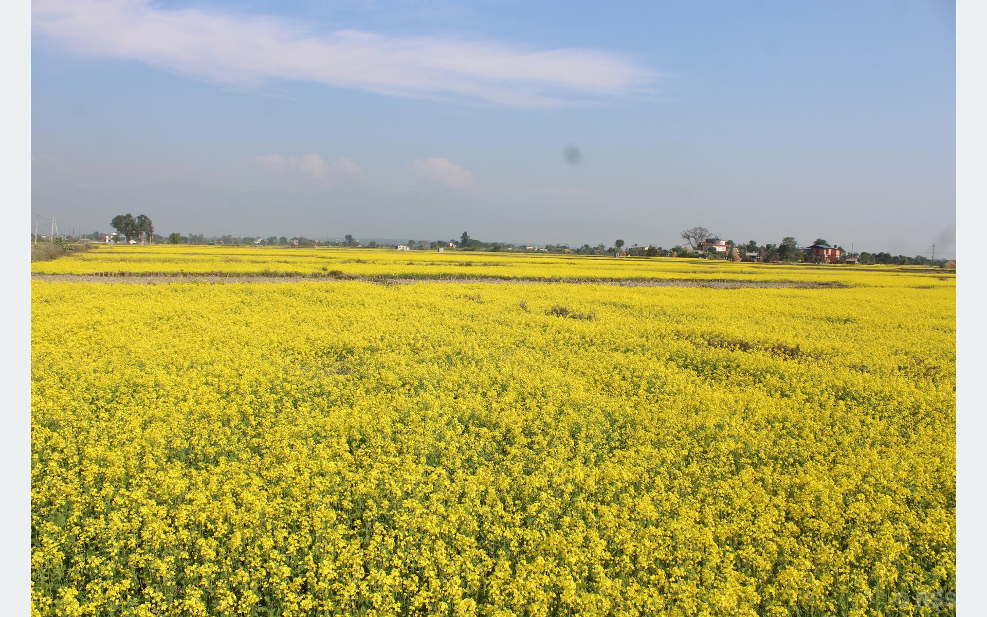 बाँकेमा तेलहन बाली उत्पादन घट्दो क्रममा